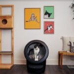 Cette litière pour chat auto-nettoyante et connectée  veut vous changer la vie
