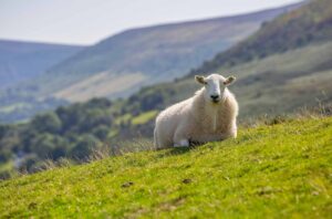 Mouton broutant l’herbe dans un jardin, symbole de tonte naturelle
