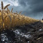 Champ de blé en France exposé à la contamination au cadmium. Comment réduire l'exposition des Français ?