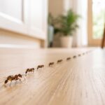 File de fourmis traversant le parquet d’une cuisine lumineuse