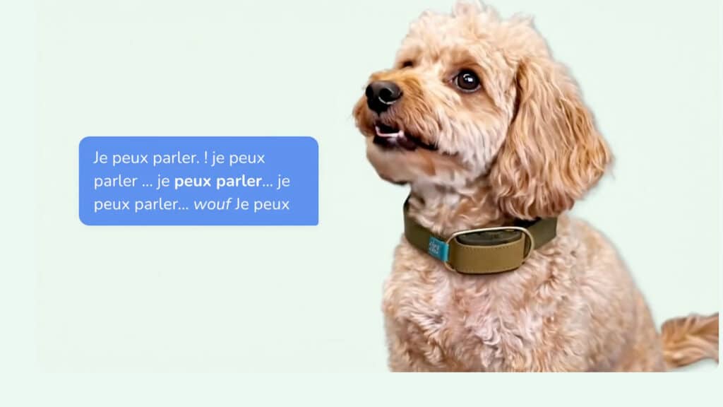 Invoxia Ask Your Dog