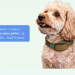 Invoxia Ask Your Dog