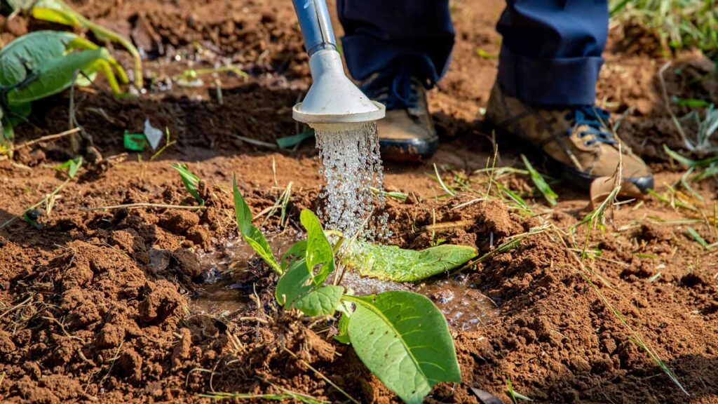 Arrosage d’une jeune plante dans un jardin