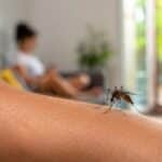 Moustique piquant le bras d’une personne plus attractive