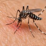 Moustique tigre piquant la peau en gros plan