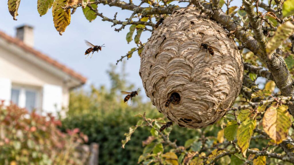 Nid de frelons asiatiques dans un arbre près d'une maison