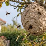Nid de frelons asiatiques dans un arbre près d'une maison