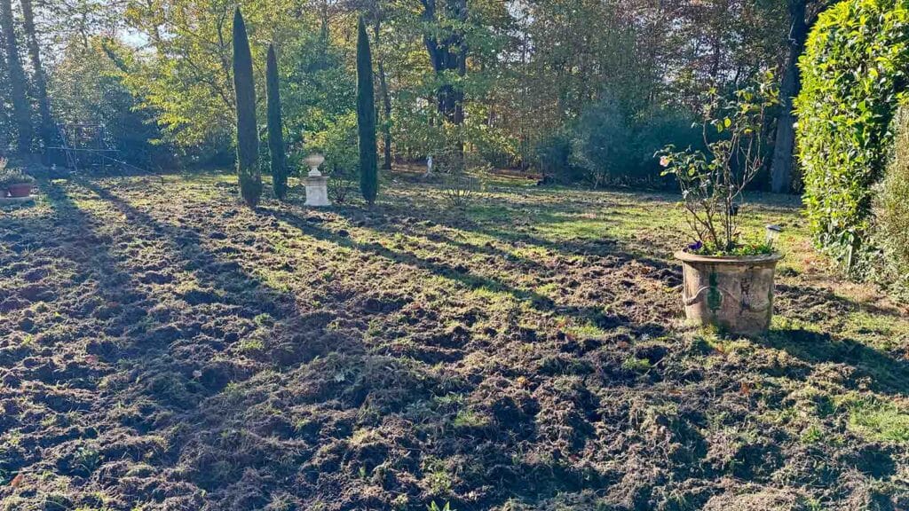 Une pelouse retournée par des sangliers © Labo Maison
