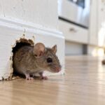 Souris près d'un trou dans une plinthe